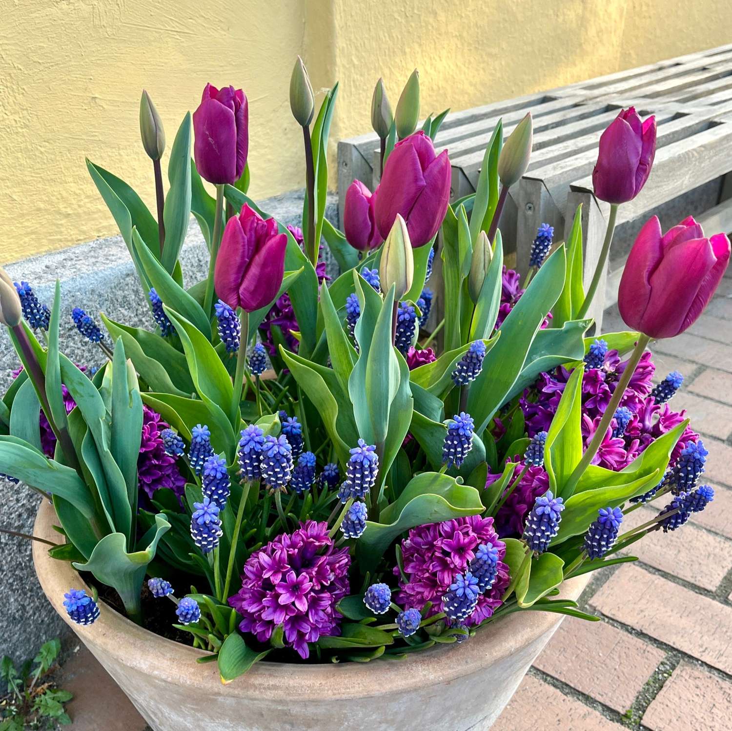 Sipulisekoitus 'Deep Purple'